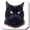 Cat Gallery Link