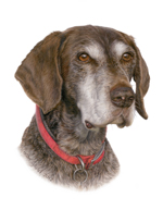 Thumbnail dog portrait Gullane