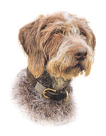 Thumbnail dog portrait of Newton