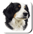 Top Quality Puppy Portraits by Animal and Pet portrait artist Aron Gadd