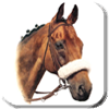 Horse Gallery Link