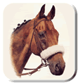 Top Quality Horse Portraits by Animal and Pet portrait artist Aron Gadd