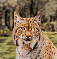 Lynx Thumbnail Image