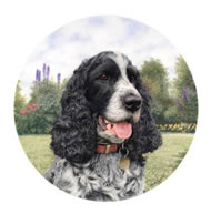 Blue Rhone Cocker Spaniel Thumbnail Image
