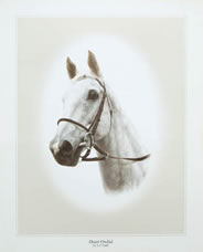 Desert Orchid Thumbnail Image