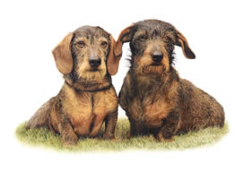 Wire Haired Dachunds Thumbnail Image