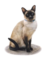 Thumbnail image of Siamese cat Monkey