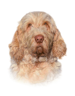 Dog Portrait of Arnold