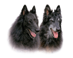 Dog portrait of Bou & Kevin