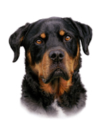 Dog portrait of Dude