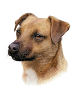 Dog portrait of Marli