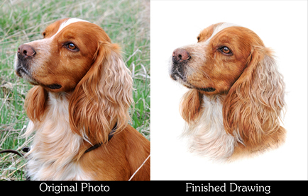 Dog Comparison Thumbnail Image