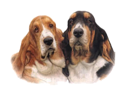 Dog portrait of Monty & Basil