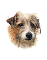 Dog portrait of Mulbury