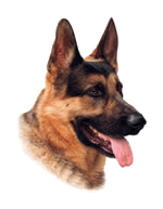 Dog Portrait of Otto