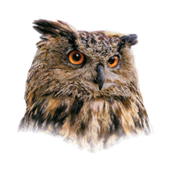 Eagle Owl Thumbnail Image