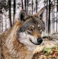 Forest Wolf Thumbnail Image