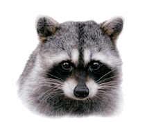 Raccoon Thumbnail Image