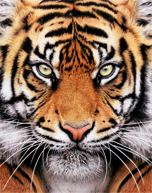 Tiger Face Thumbnail Image