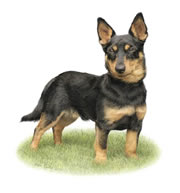 Thumbnail image of Lancashire Heeler Bilbo